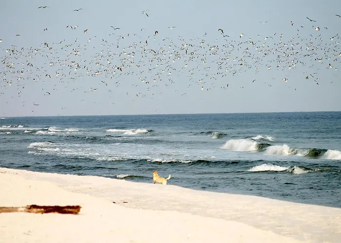 Apartment White Pearl 3.08 *